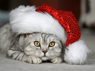 chat à Noel